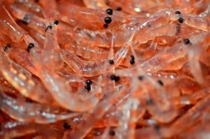 cual es el mejor aceite de krill del mercado