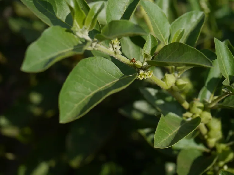 Ashwagandha: Un Suplemento Deportivo para Mejorar la Salud y el Rendimiento