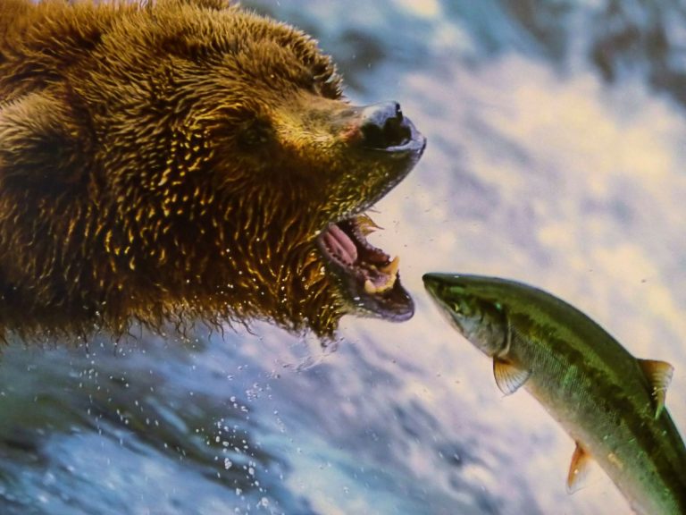 Omega-3